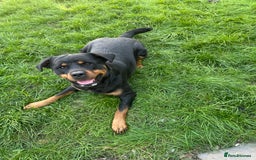 Rottweiler dogs for sale: Female Rottweiler  - Advert 3