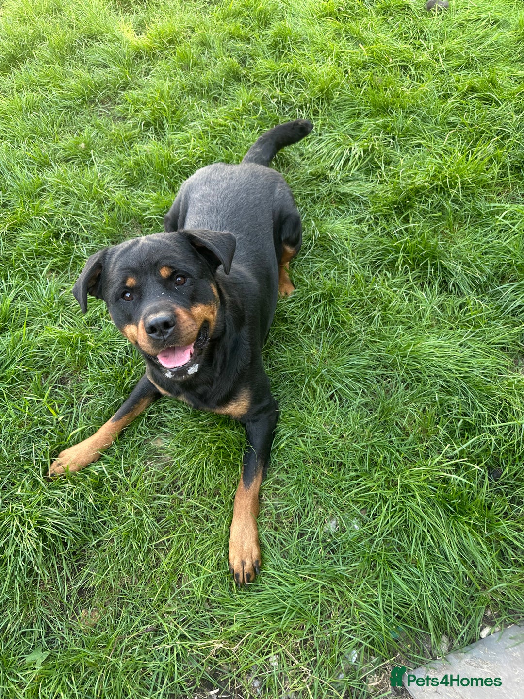 Rottweiler dogs for sale: Female Rottweiler  - Advert 3