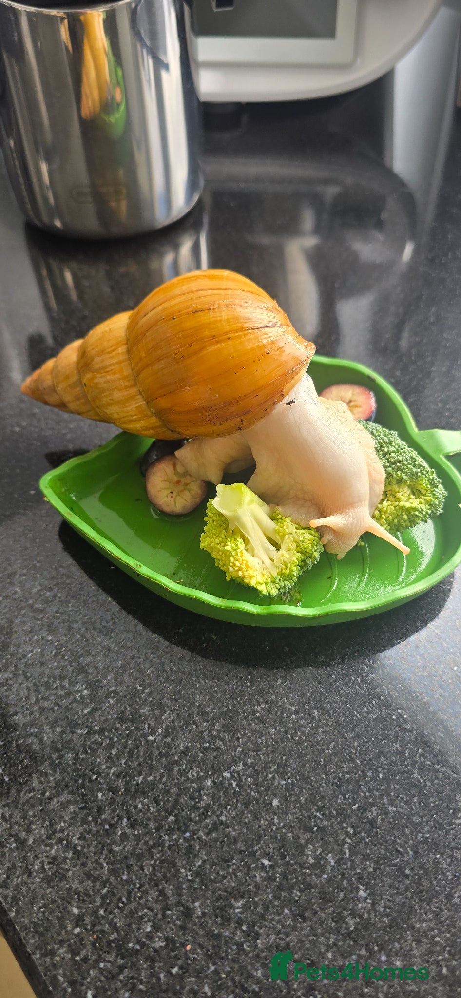 Snails invertebrates African Snail  - Advert 2