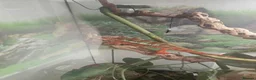 Chameleon reptiles for sale: Pantha chamelian  - Advert 2