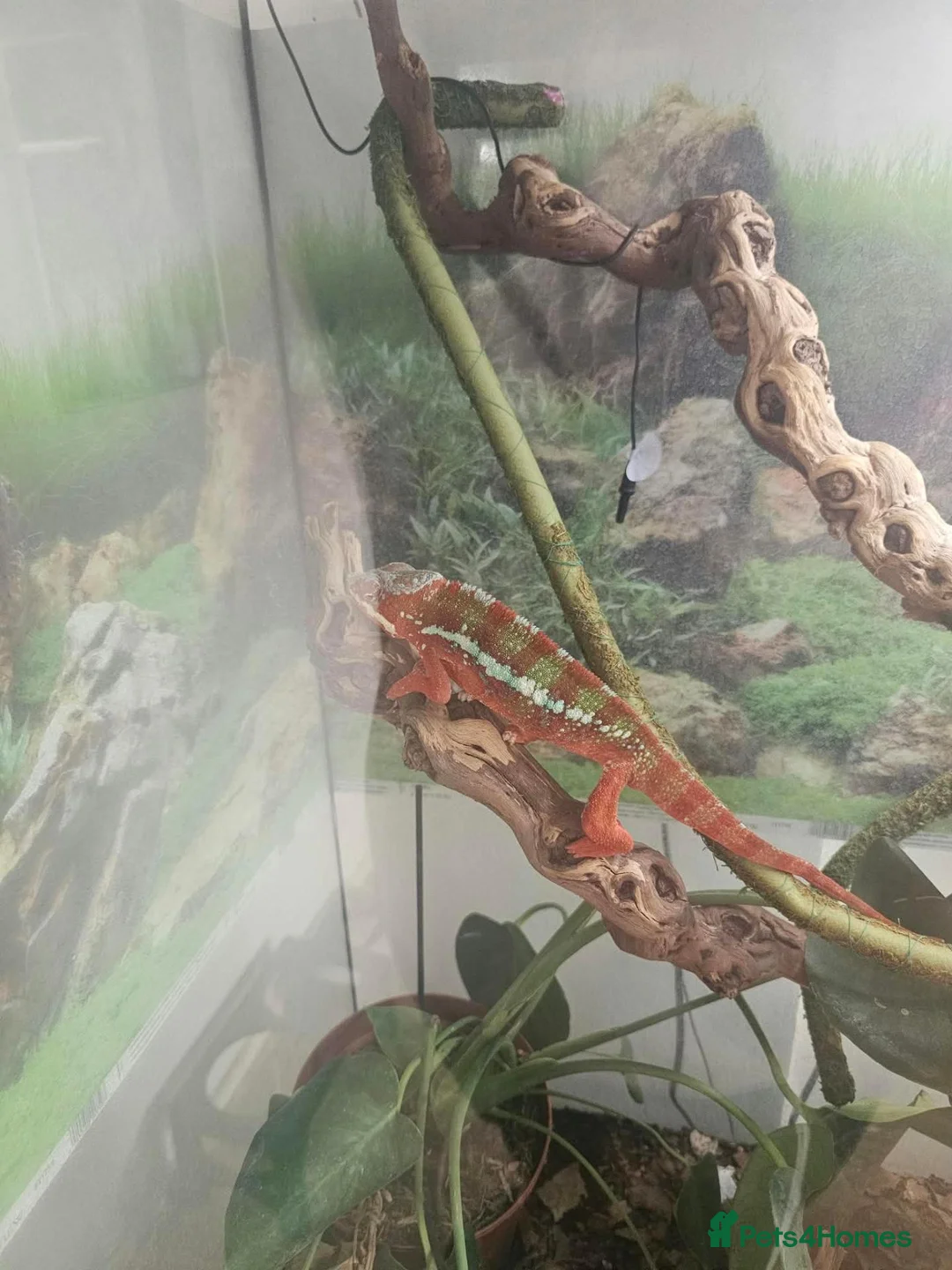 Chameleon reptiles for sale: Pantha chamelian  - Advert 2