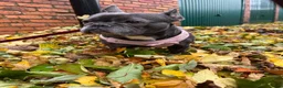 French Bulldog dogs for adoption: Dee Dee needs a loving home  - Advert 1