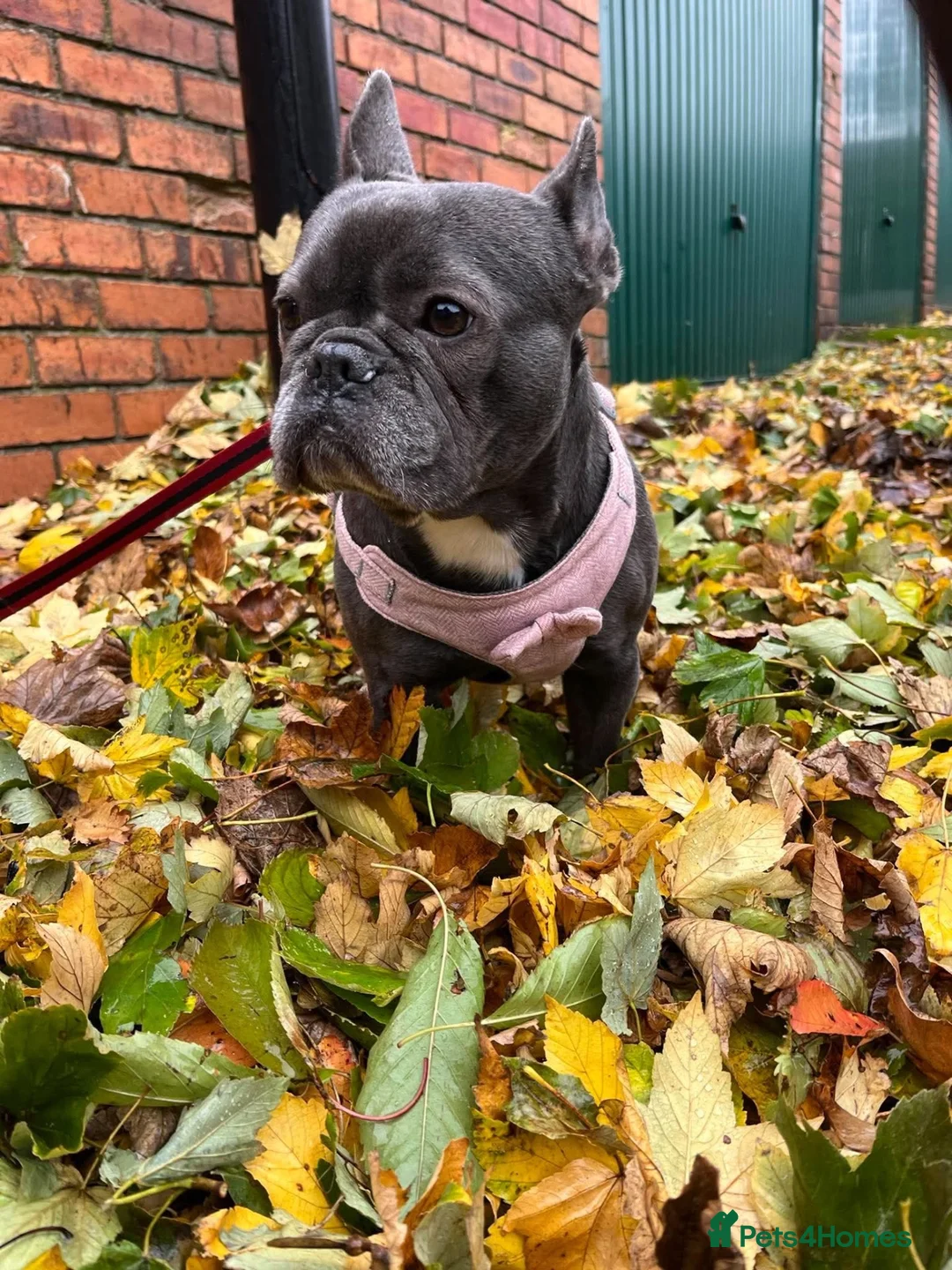 French Bulldog dogs for adoption: Dee Dee needs a loving home  - Advert 1
