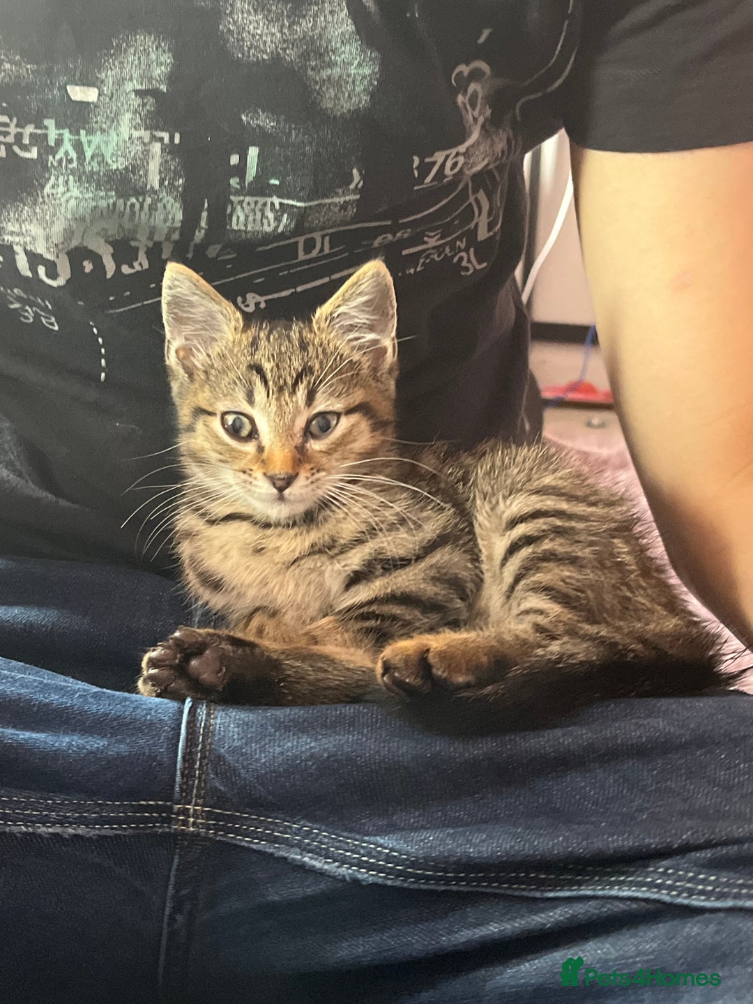 Domestic Shorthair cats for sale: Beautiful Male* Kitty Looking for a good home - Image 4