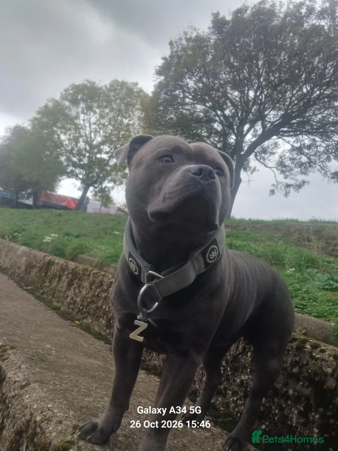 Staffordshire Bull Terrier dogs for stud: Stunning staffy for stud. Fully kc handsome lad - Advert 2