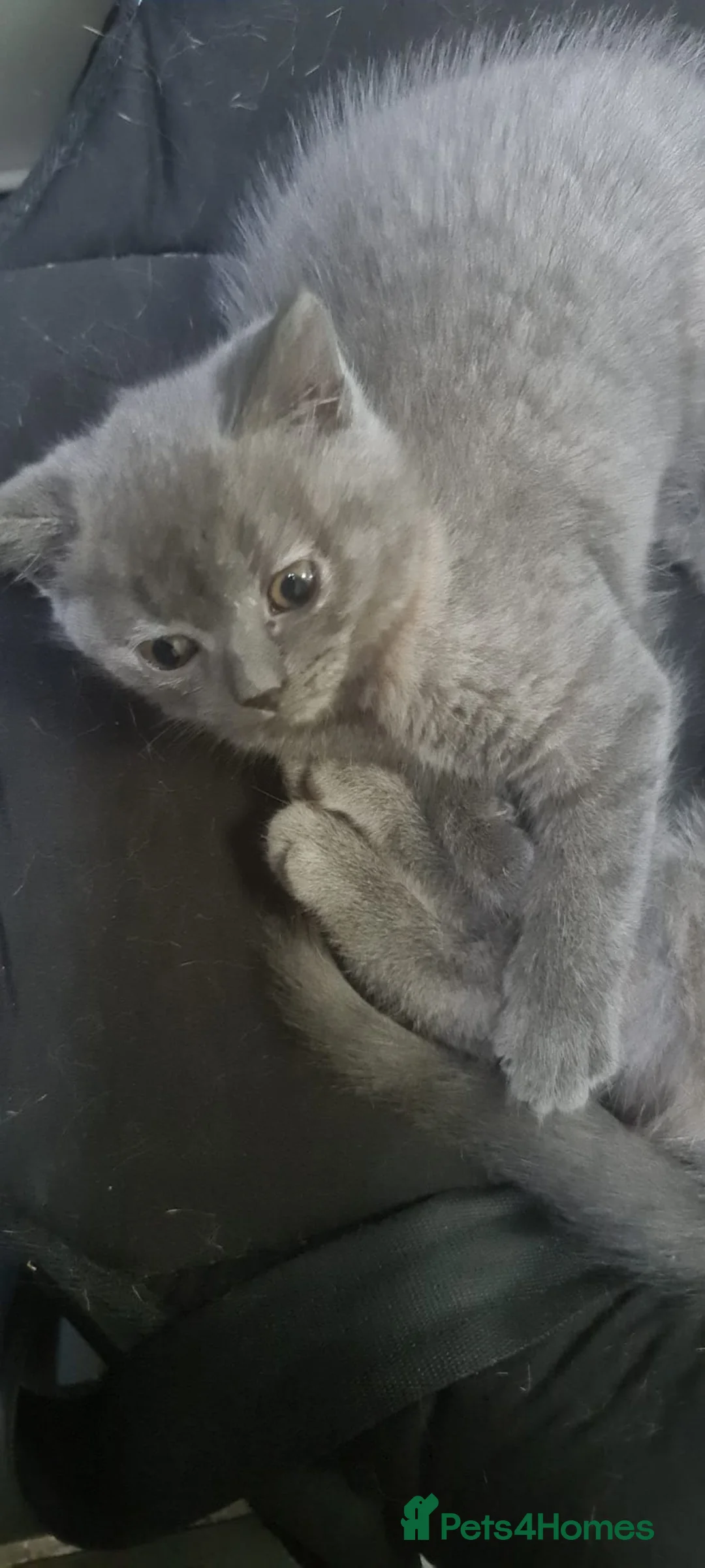 British Shorthair cats for sale: Kittens for Sale in Birmingham - Advert 2