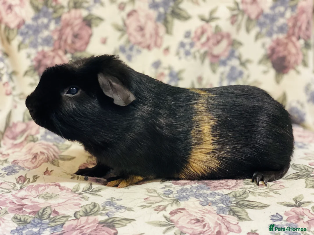 Guinea Pig rodents for sale: Pretty mix of male guineapig babies and youngsters - Advert 26