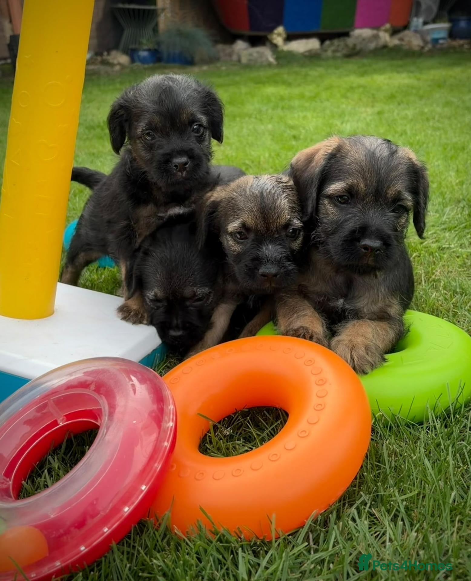 Border Terrier dogs BORDER TERRIERS SLEM CLEAR  - Advert 17