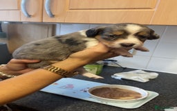 Mixed Breed dogs for sale: Sprollie Puppies  - Image 7