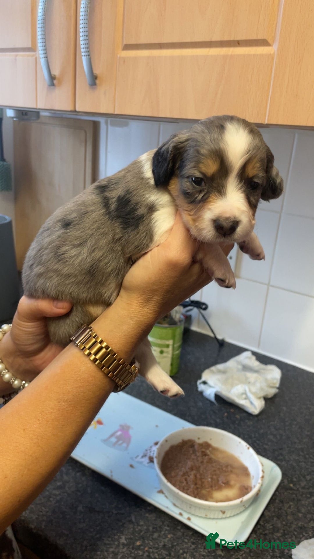 Mixed Breed dogs for sale: Sprollie Puppies  - Image 7