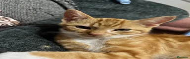 Kevin