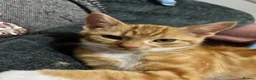 Mixed Breed cats for sale: Gorgeous ginger and white boy - Advert 3