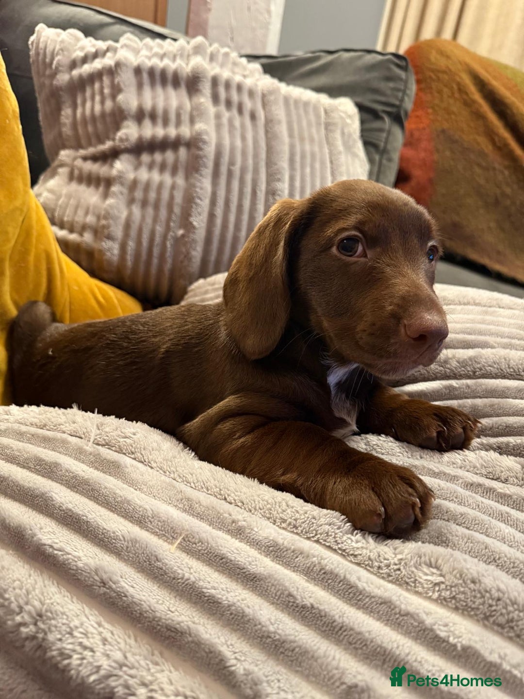 Mixed Breed dogs for sale: Doxie puppies  - Advert 14