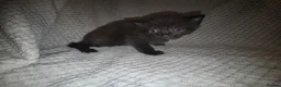 Mixed Breed cats for sale: Two black and white male kittens - Advert 5
