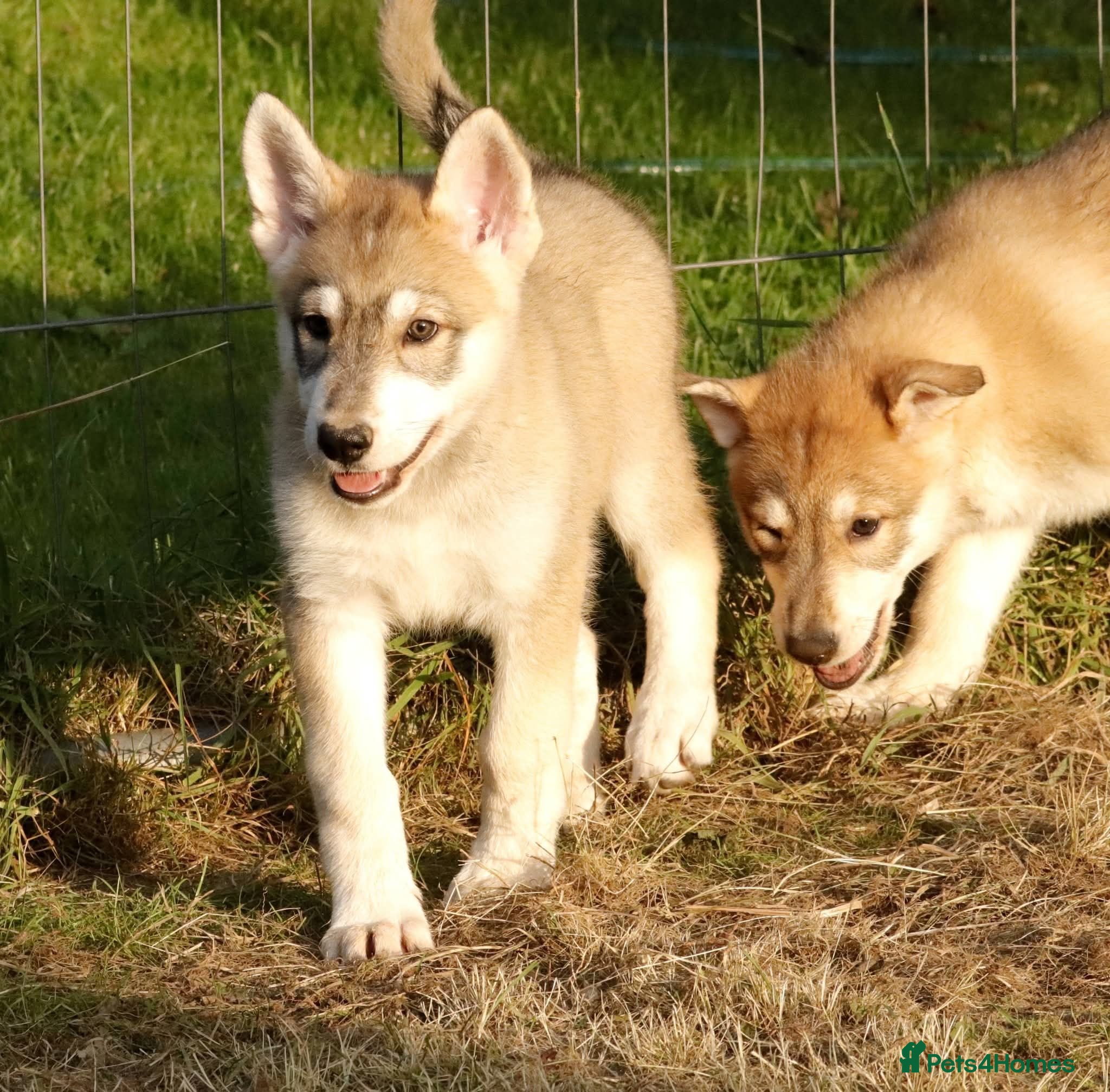 Saarloos Wolfdog dogs Ready to leave now - vaccinated  - Advert 2