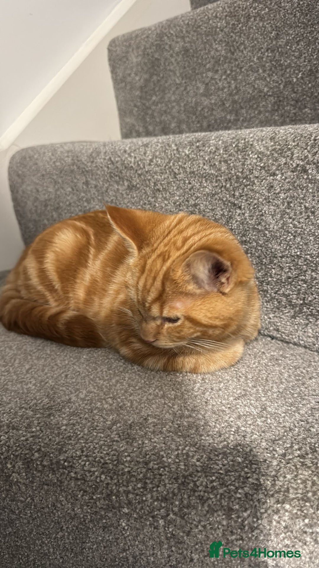 Mixed Breed cats for sale: Male ginger kitten  - Advert 1