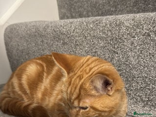 Mixed Breed cats Male ginger kitten - Advert 1