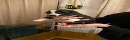 Border Collie dogs for sale: 🐾 Border Collie Puppies for Sale 🐾   in Hook - Advert 9