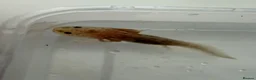 Axolotl reptiles for sale: Axolotl - Advert 15