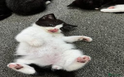 British Shorthair cats for sale: British short hair cross  - Image 22