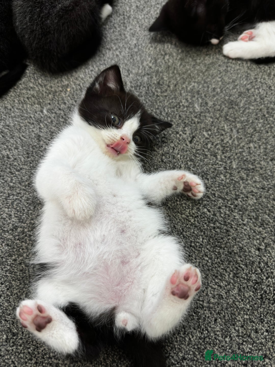 British Shorthair cats for sale: British short hair cross  - Image 22
