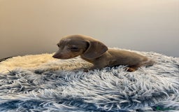 Miniature Dachshund dogs for sale: Beautiful smoothed haired miniature Dachshunds - Advert 18