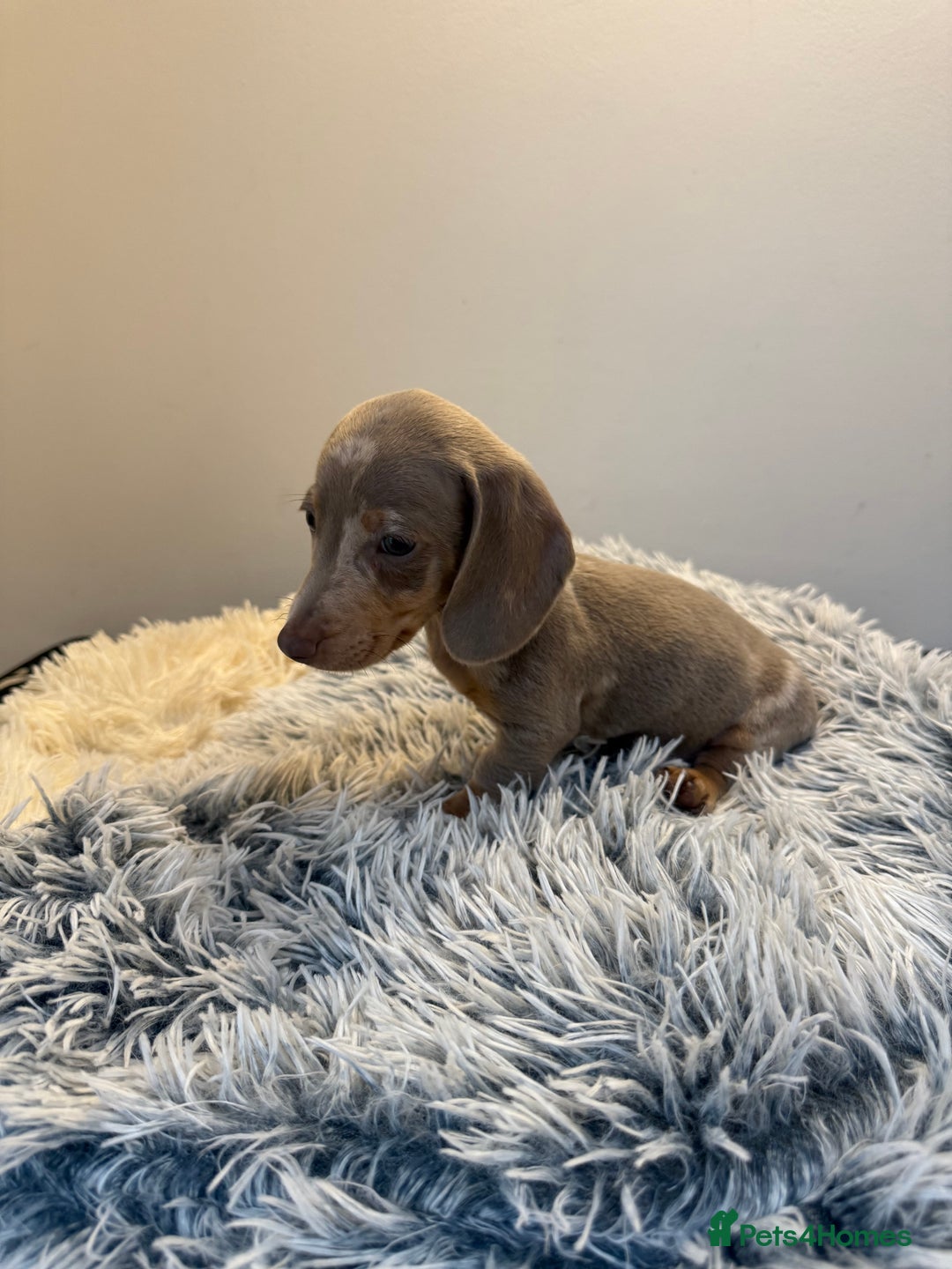 Miniature Dachshund dogs for sale: Beautiful smoothed haired miniature Dachshunds - Advert 18