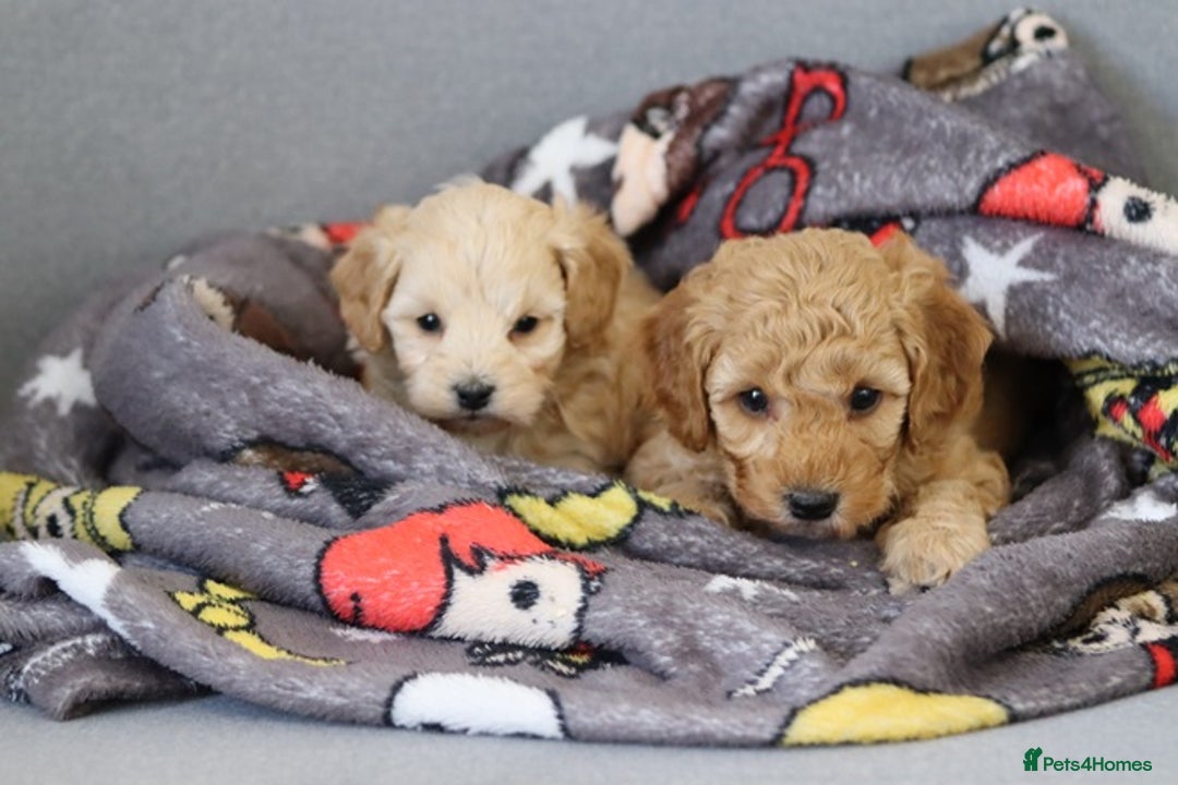 Cavapoochon dogs for sale: Cavapoochon puppies for sale - Advert 21