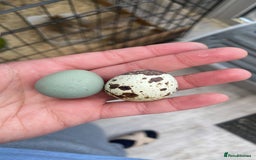 Quail poultry for sale: Quail - Advert 6