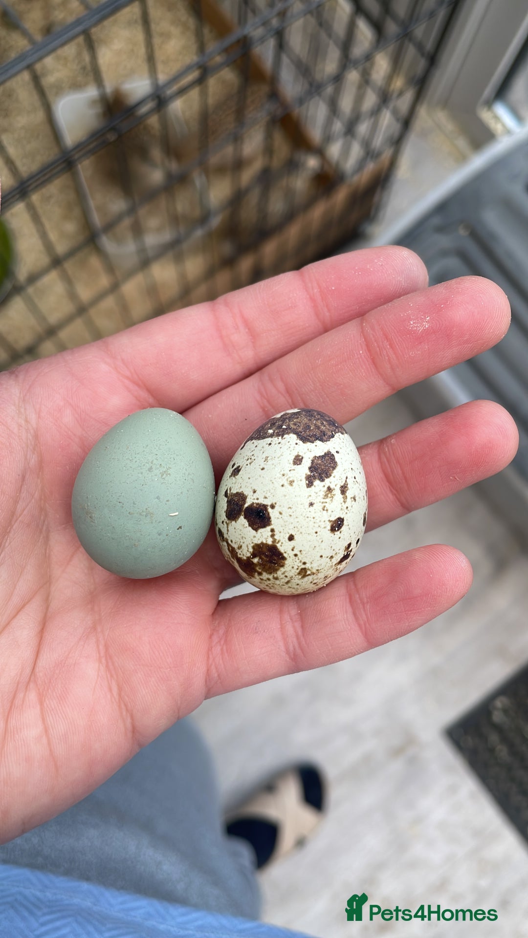 Quail poultry for sale: Quail - Advert 6