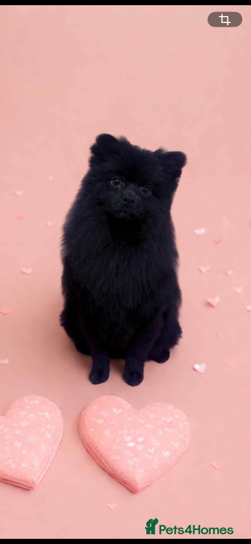 Pomeranian dogs Rare all black Pomeranian - Advert 1