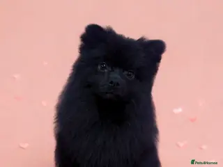 Pomeranian dogs Rare all black Pomeranian - Advert 1