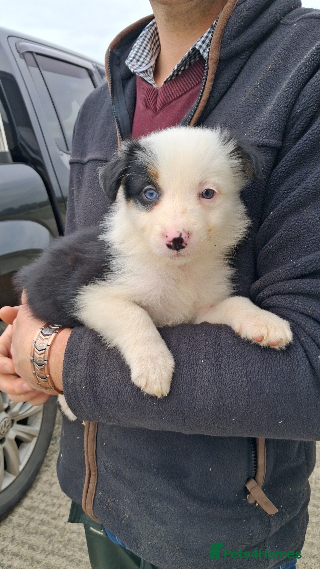 Border Collie dogs for sale: Border Collies  - Image 5