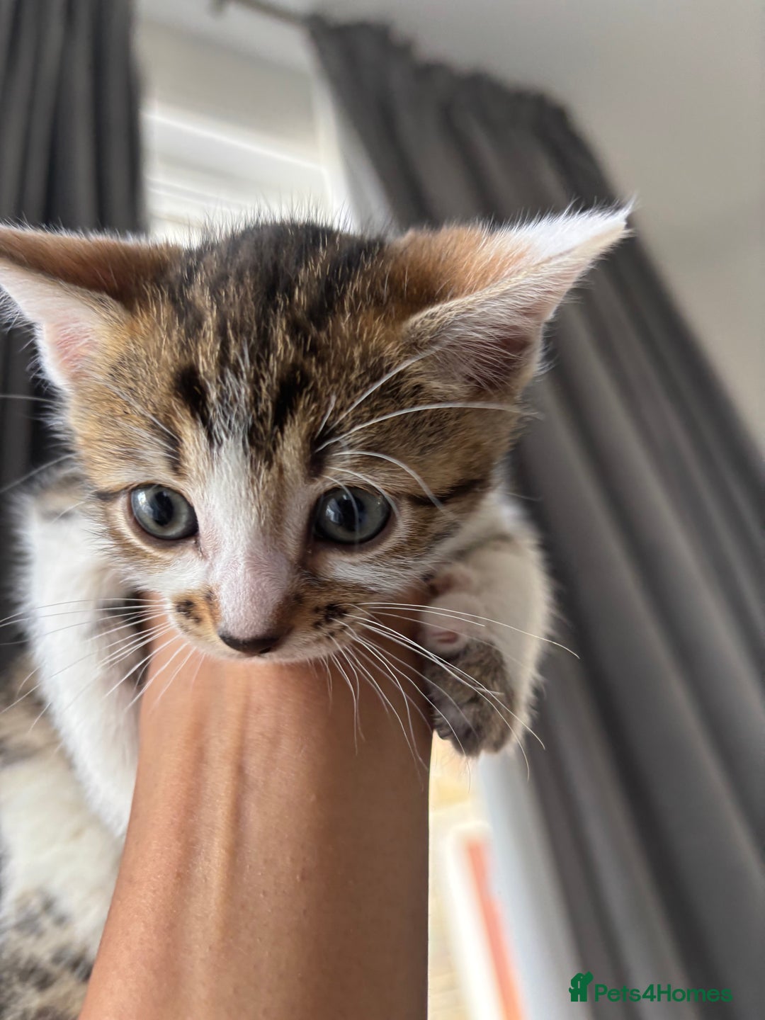 Bengal cats for sale: Bengal Kittens Ready2Go (Mother is TICA certified) in London - Image 14