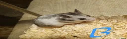 Hamster rodents for sale: Baby Syrian hamsters  - Advert 7