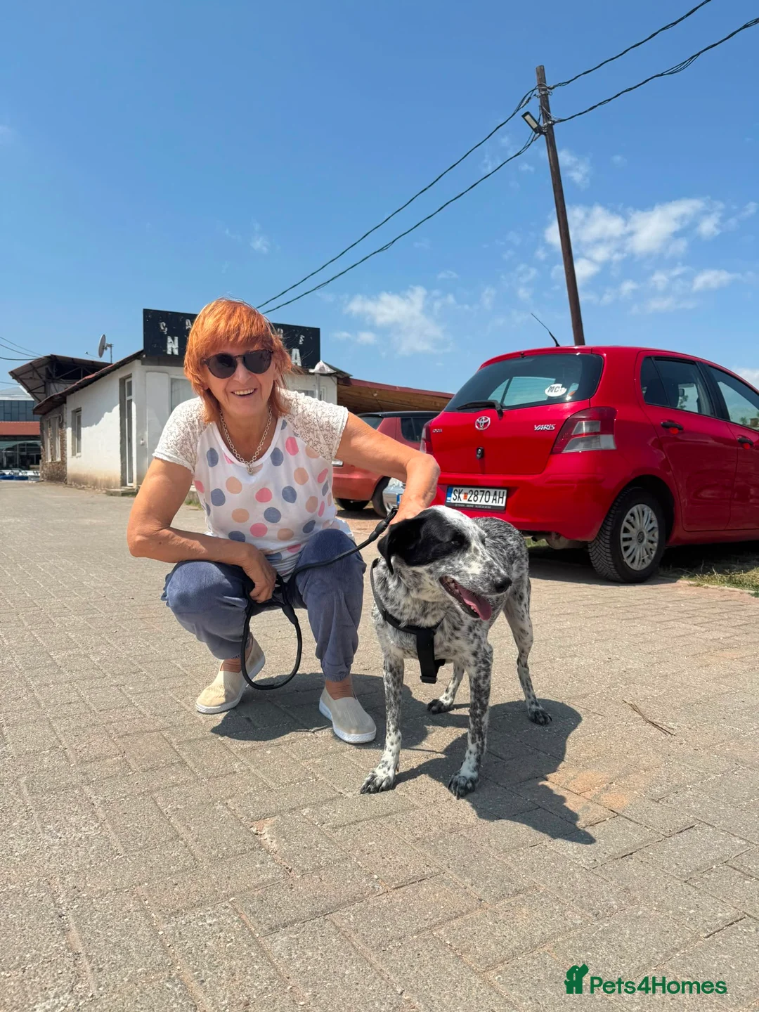 Mixed Breed dogs for adoption: Darling Trixie is looking for forever 💖 - Advert 4