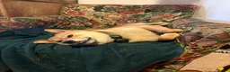 Japanese Shiba Inu dogs for sale: 3 beautiful Shiba puppies  - Advert 18