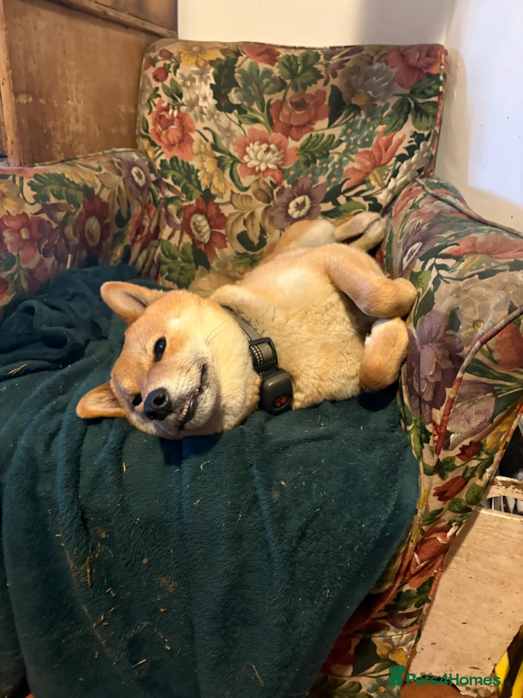Japanese Shiba Inu dogs for sale: 3 beautiful Shiba puppies  - Advert 18