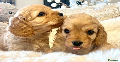 Cavapoo dogs - Advert 2