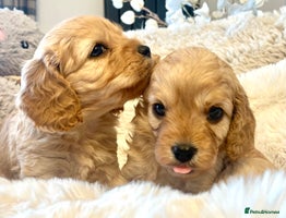 Cavapoo dogs - Advert 2