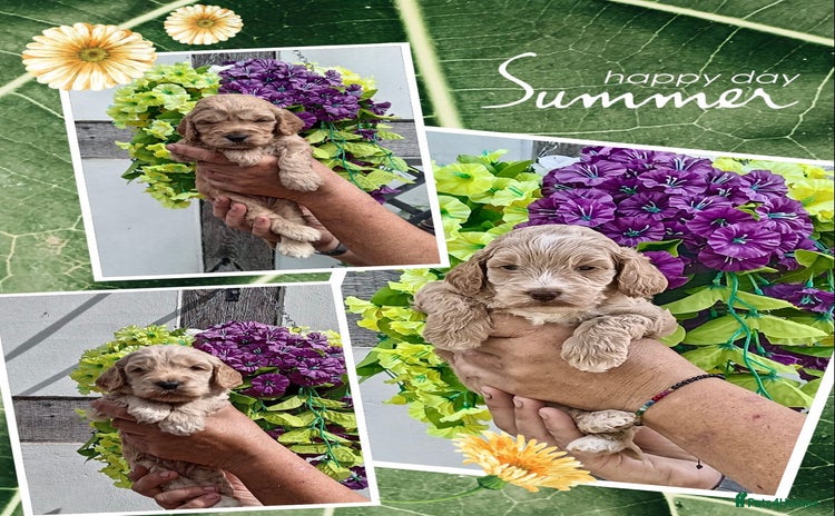 Cockapoo dogs - Advert 7
