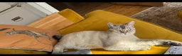 British Shorthair cats for sale: British shorthair Kittens - Advert 1
