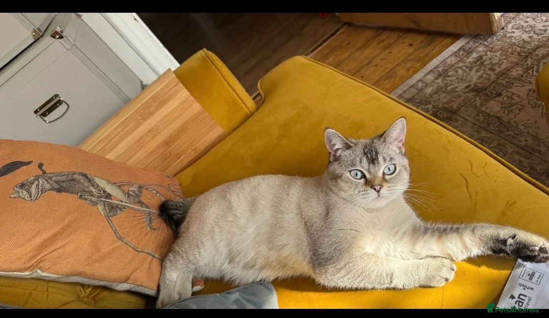 British Shorthair cats for sale: British shorthair Kittens - Advert 1