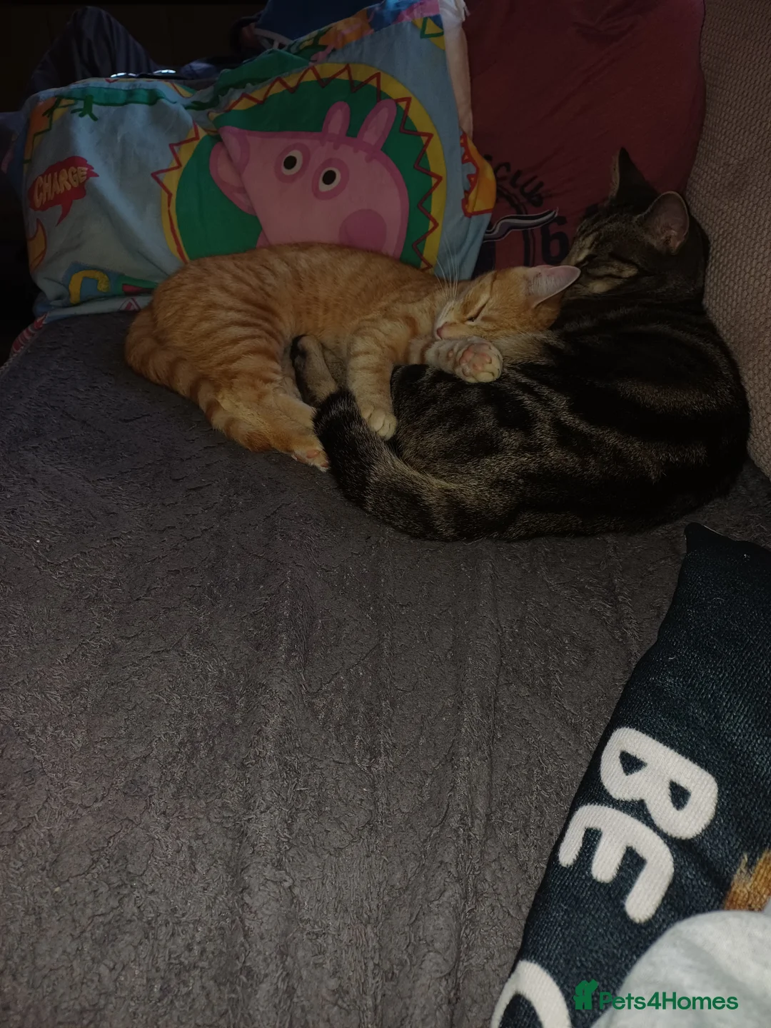 Mixed Breed cats for sale: Bengal cross cats - Advert 2