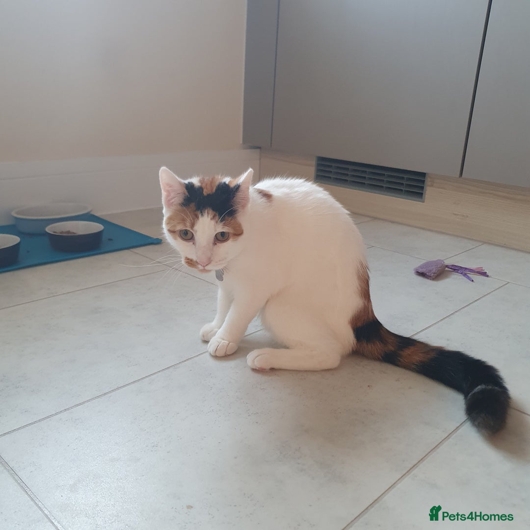 Mixed Breed cats for sale: Gorgeous ginger girl  - Image 5