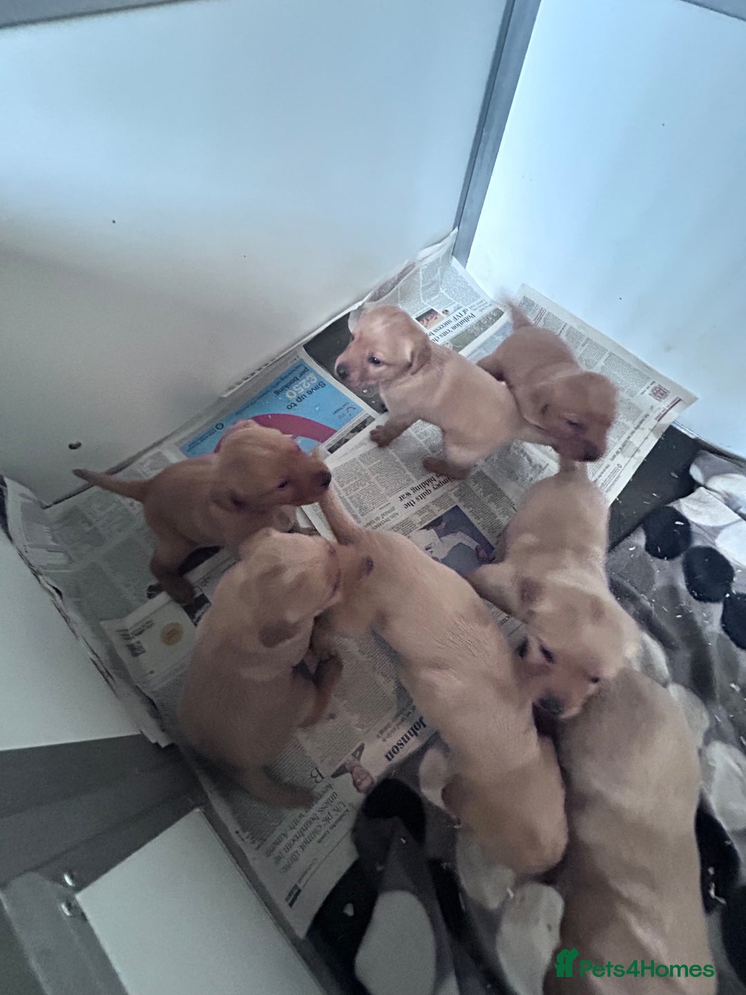 Labrador Retriever dogs for sale: Kc fox red Labradors - Image 4