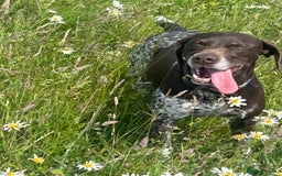 German Shorthaired Pointer dogs for sale: Gorgeous litter of German Shorthair puppies - Image 33