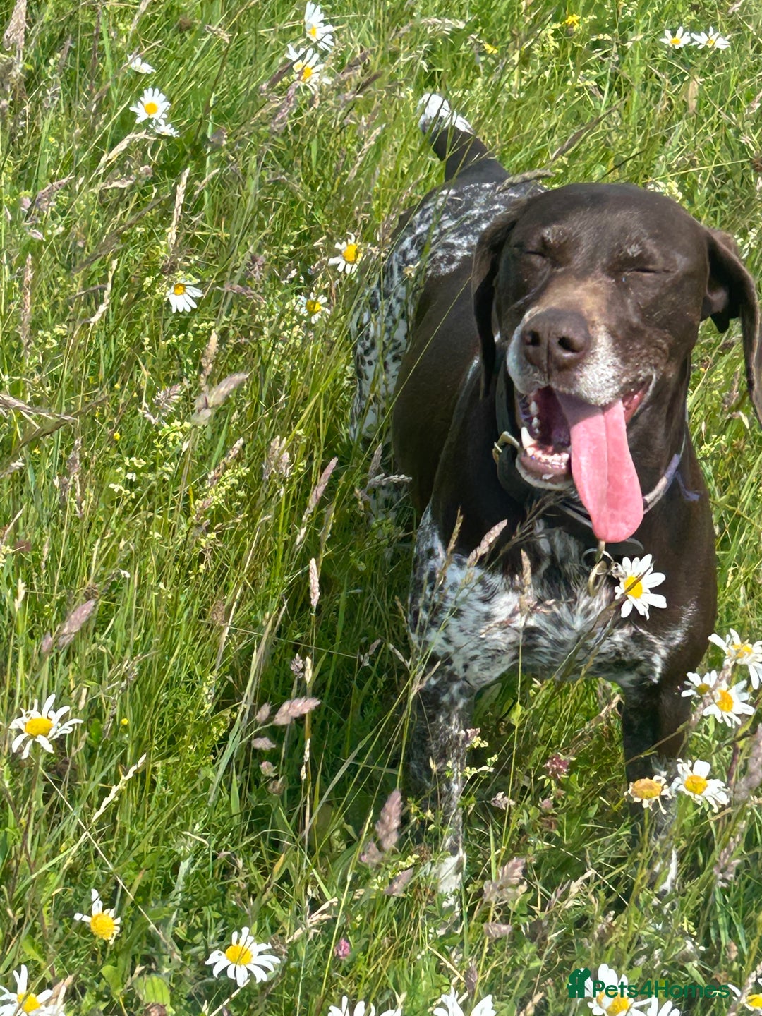 German Shorthaired Pointer dogs for sale: Gorgeous litter of German Shorthair puppies - Image 33
