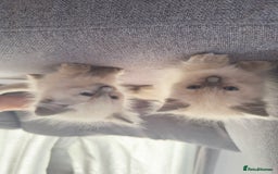 Ragdoll cats for sale: GCCF SEALPOINT RAGDOLL KITTENS - Image 12