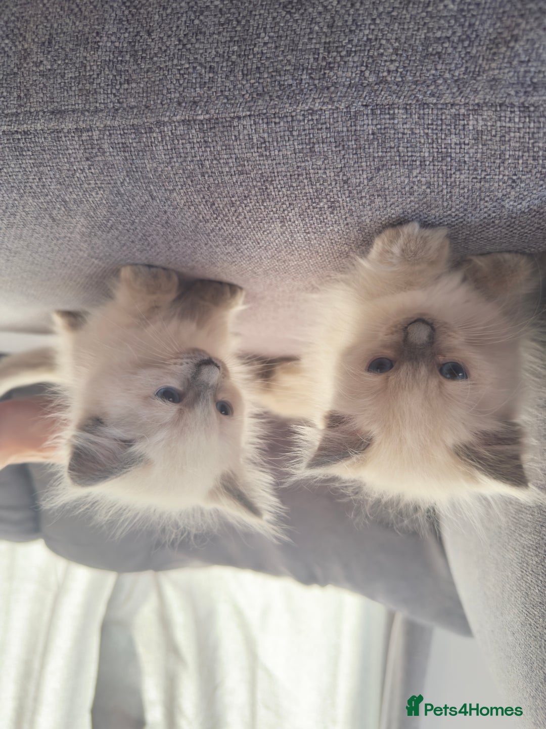 Ragdoll cats for sale: GCCF SEALPOINT RAGDOLL KITTENS - Image 12